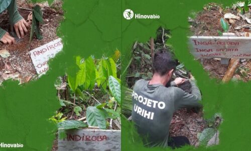 Plantação de mudas na Amazônia pela Hinova Bio busca frear prejuízos do desmatamento no bioma