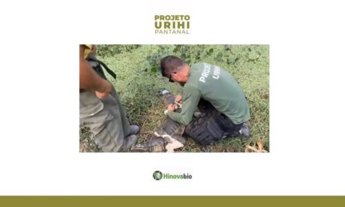Projeto Urihi - Pantanal Capa Jacarés